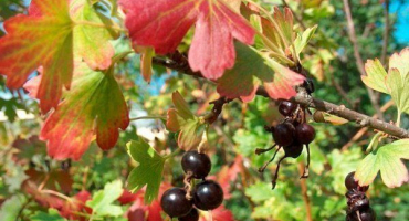 Jak pečovat o keře rybízu na podzim?